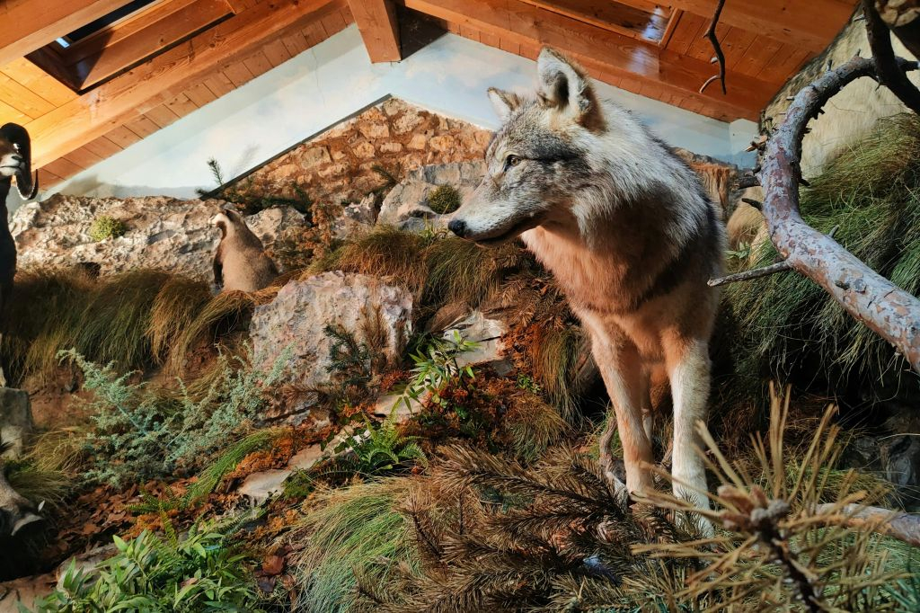 Museo Lusérn: Biglietto d'ingresso