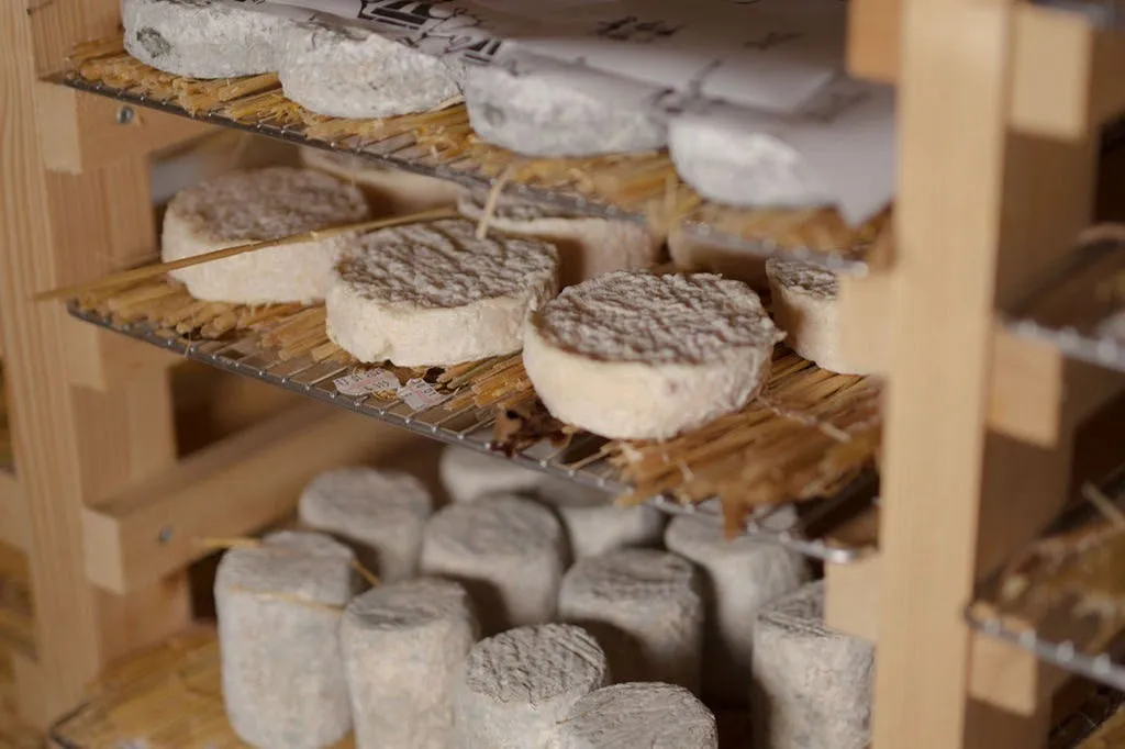 The Amateur Tasting Morning: The Art of Pairing Cheeses with Wines