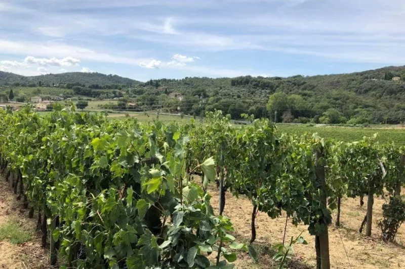 Arezzo: degustazione di vini in Val di Chiana
