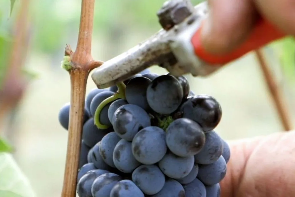 Arezzo: degustazione di vini in Val di Chiana