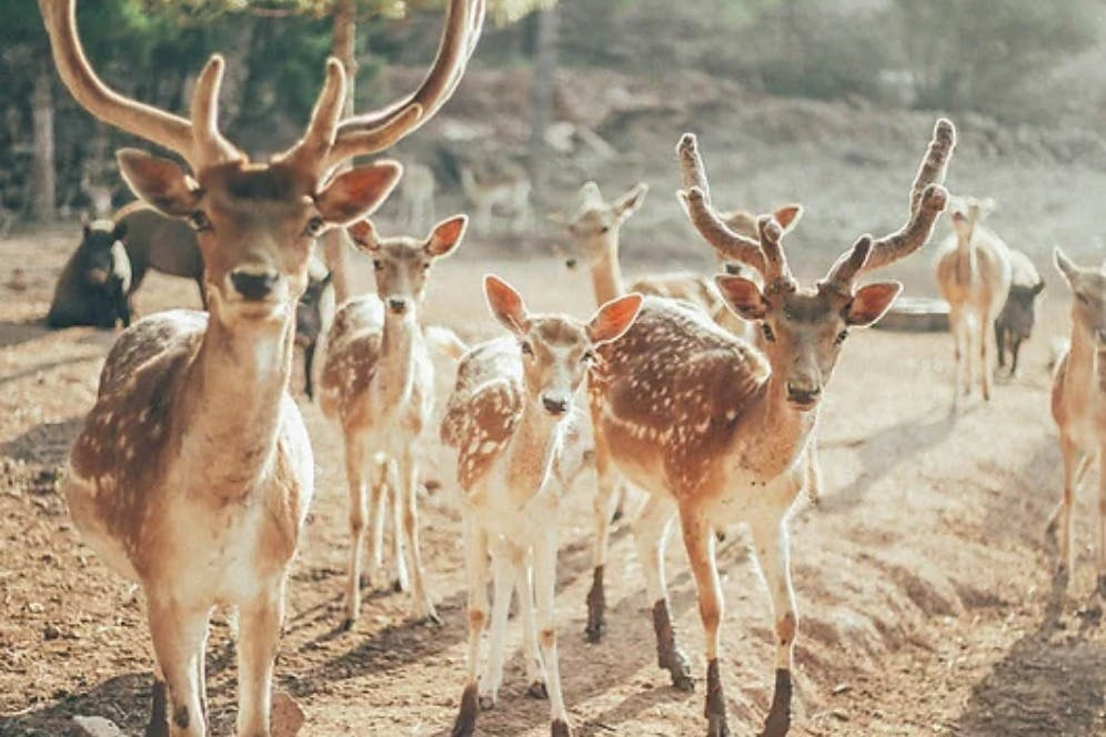 Aguilar de Segarra: Wild Forest Reserve Foundation Tour + Workshop
