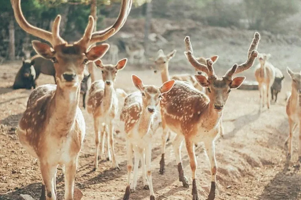 Aguilar de Segarra: Wild Forest Reserve Foundation Tour + Workshop
