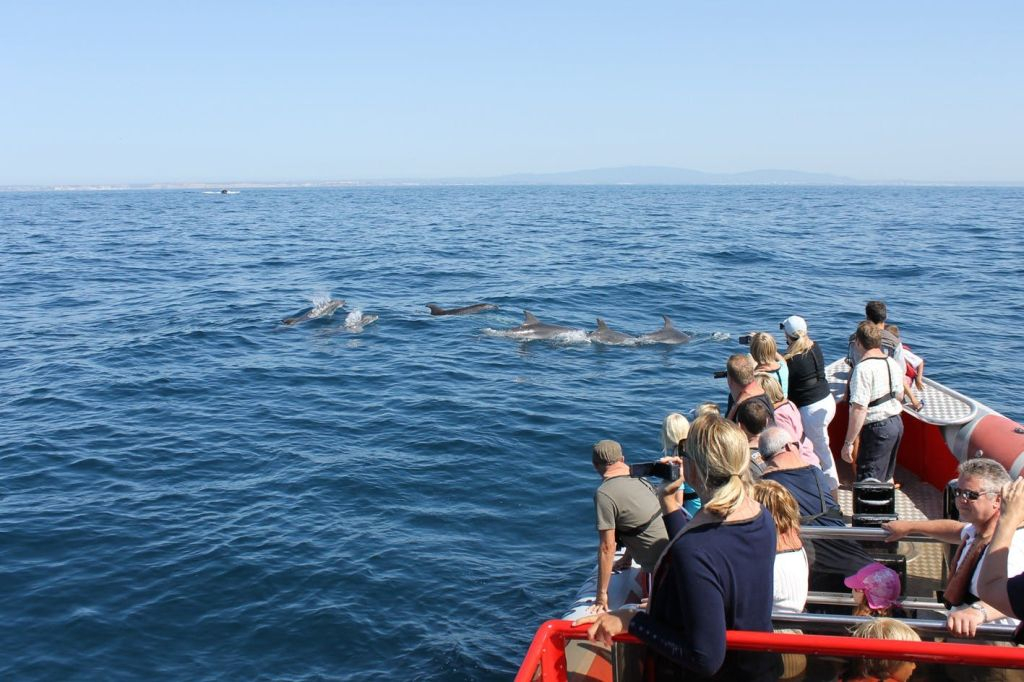 Algarve: Guided Dolphin Watching Tour