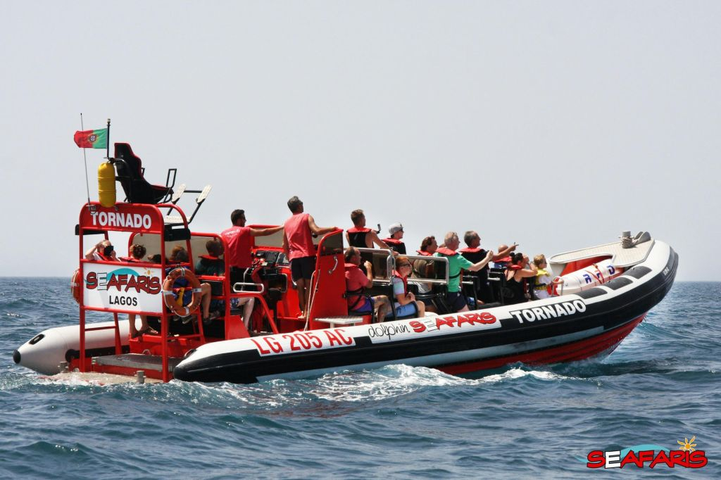 Algarve: Guided Dolphin Watching Tour