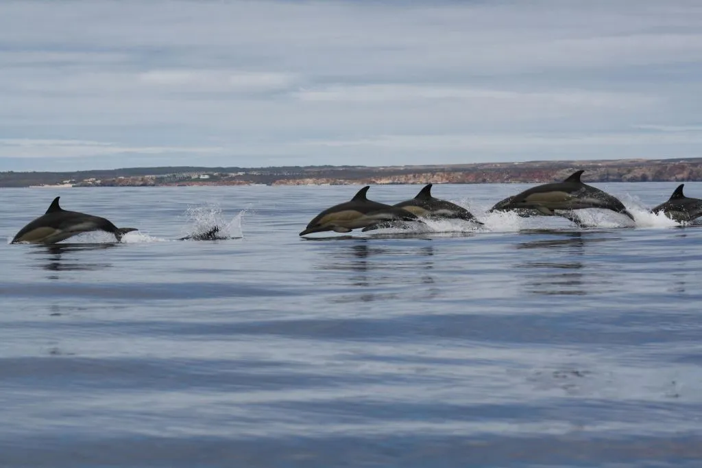 Algarve: Guided Dolphin Watching Tour