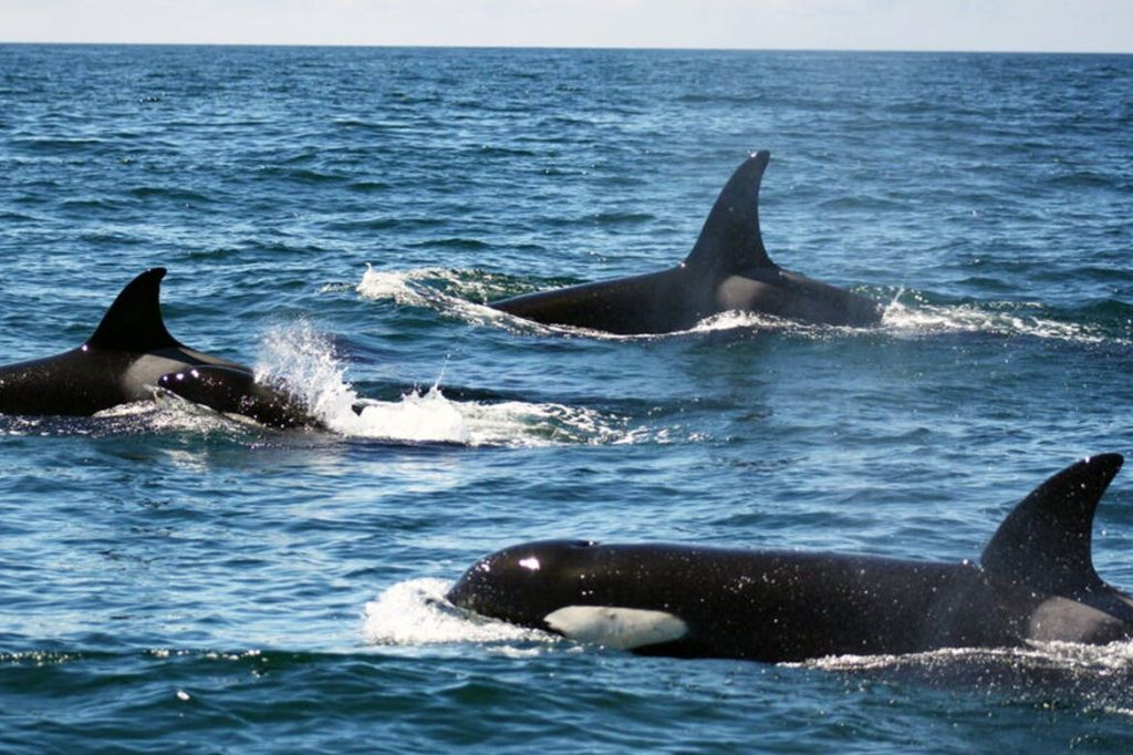 Algarve: Guided Dolphin Watching Tour