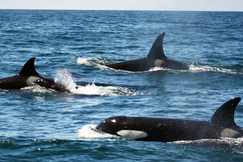 Algarve: Guided Dolphin Watching Tour