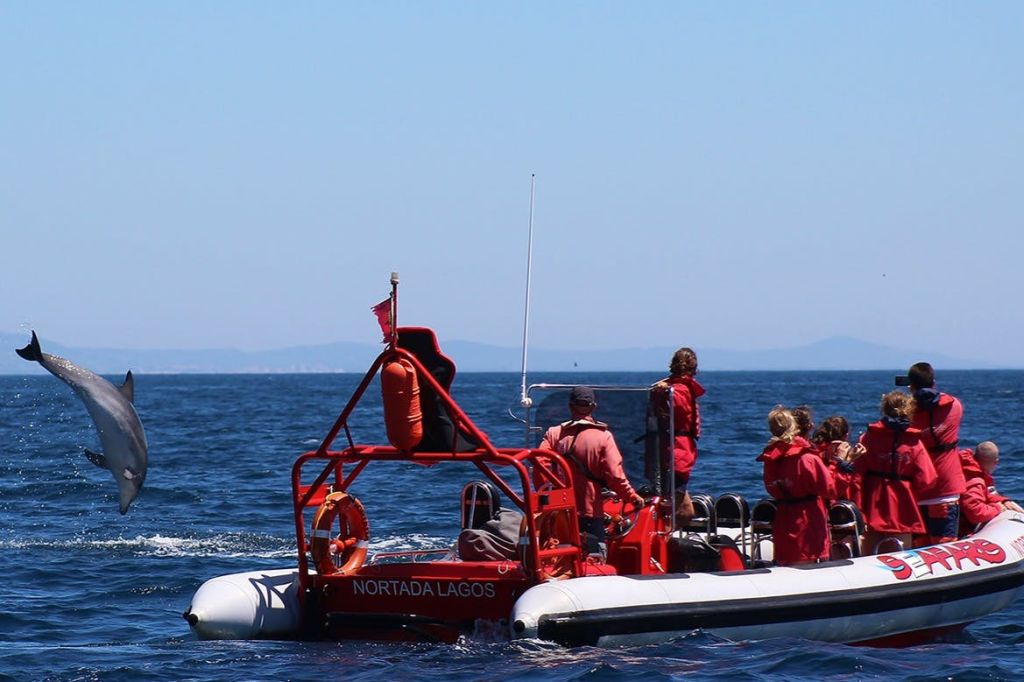 Algarve: Guided Dolphin Watching Tour