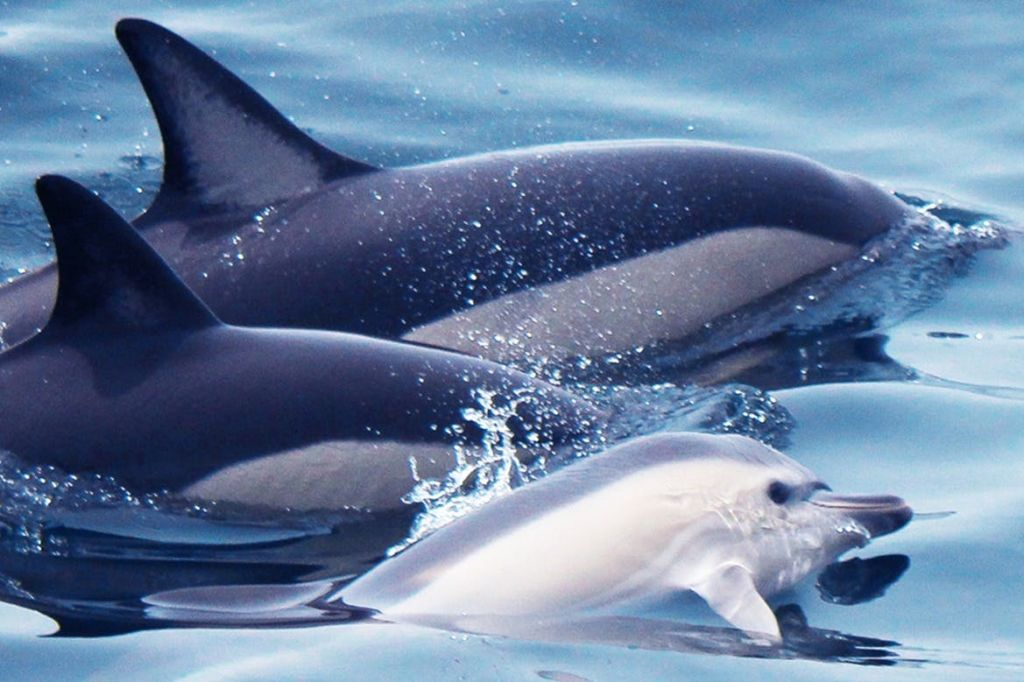 Algarve: Guided Dolphin Watching Tour