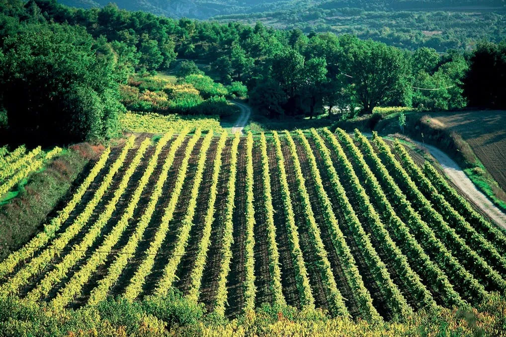 Excursion en croisière à Châteauneuf-du-Pape