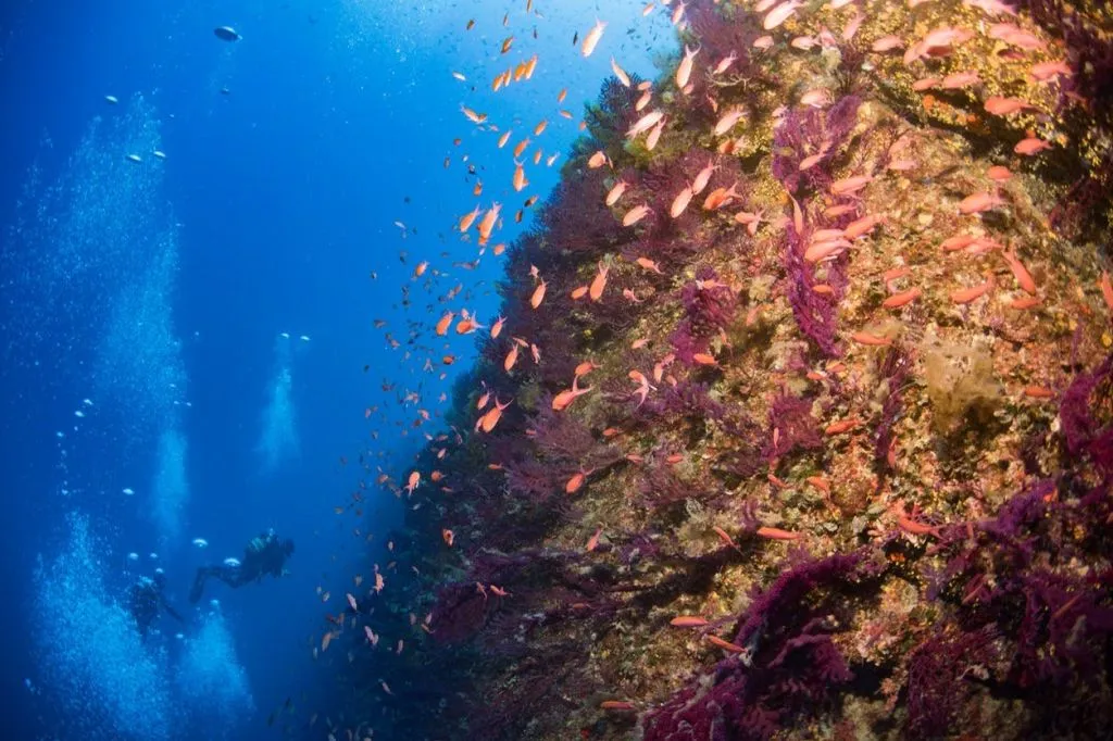 Snorkeling Genova
