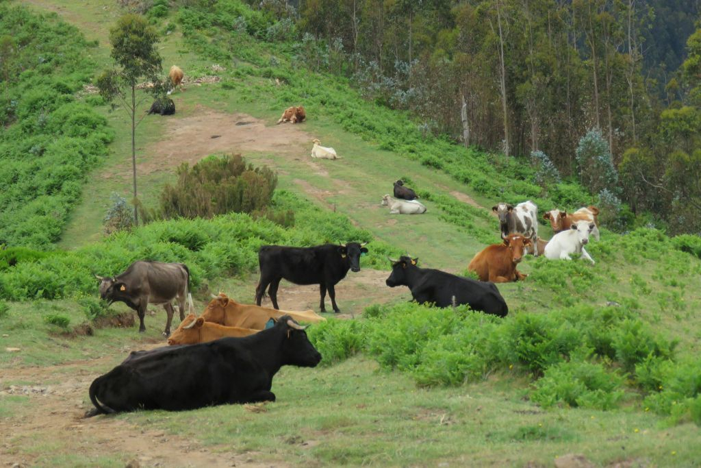 Madeira: Passeio guiado de jipe 4X4 com teto aberto