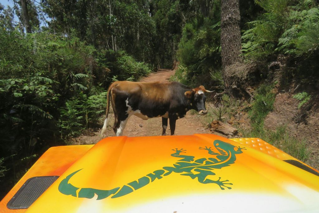 Madeira: Passeio guiado de jipe 4X4 com teto aberto
