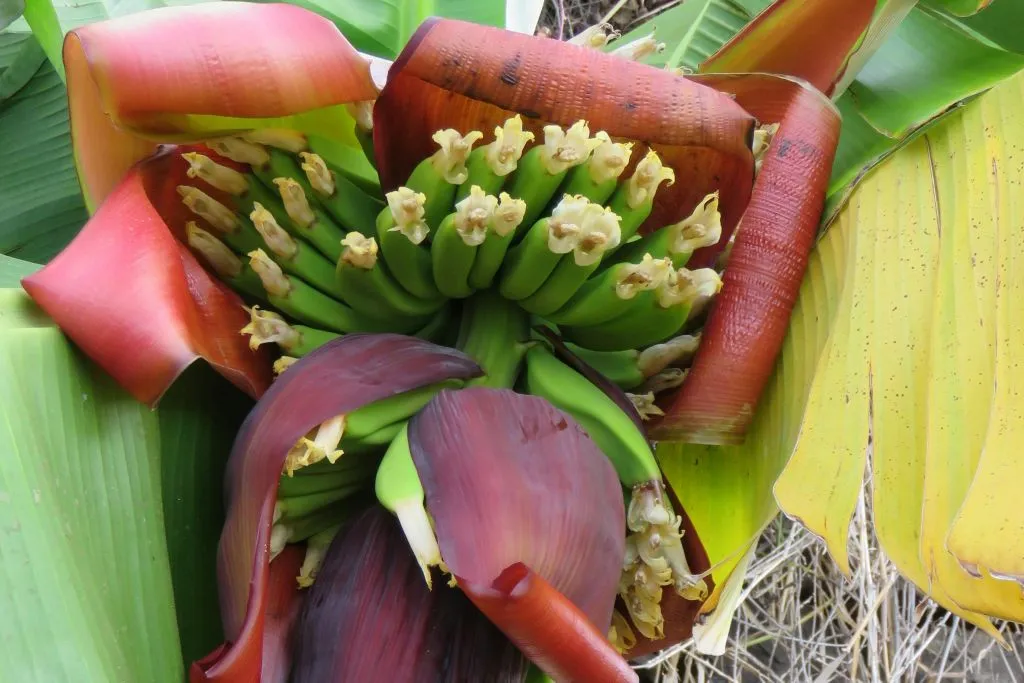 Southwest Madeira: Guided 4x4 Jeep Tour + Rum & Gin Distillery Visit