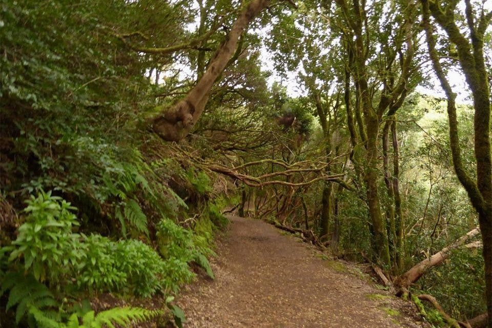 Parque Rural de Anaga: Senderismo guiado desde Cruz del Carmen + Degustación gastronómica