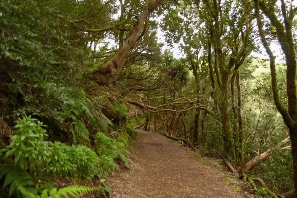 Parque Rural de Anaga: Senderismo guiado desde Cruz del Carmen + Degustación gastronómica