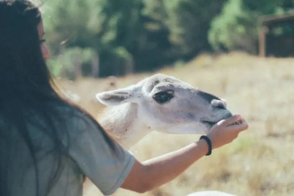 Aguilar de Segarra: One-Day Care Taker at Wild Forest Reserve Foundation