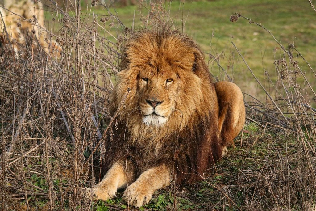 Lumigny Safari Reserve & Terre de Singes: Entry Ticket