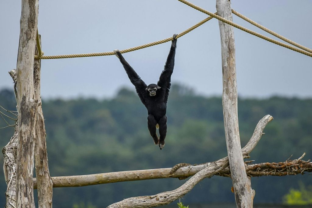 Lumigny Safari Reserve & Terre de Singes: Entry Ticket