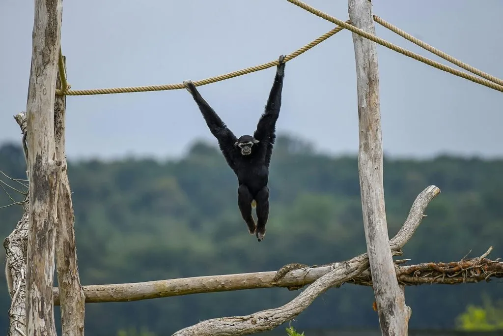 Lumigny Safari Reserve & Terre de Singes: Entry Ticket