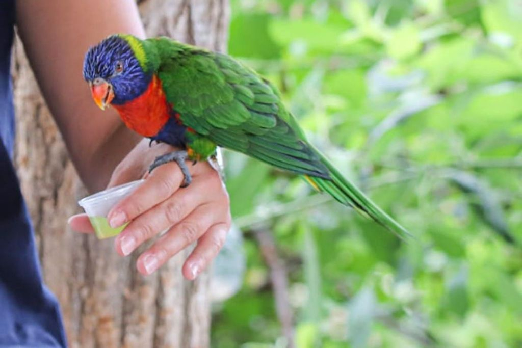 Lumigny Safari Reserve & Terre de Singes: Entry Ticket
