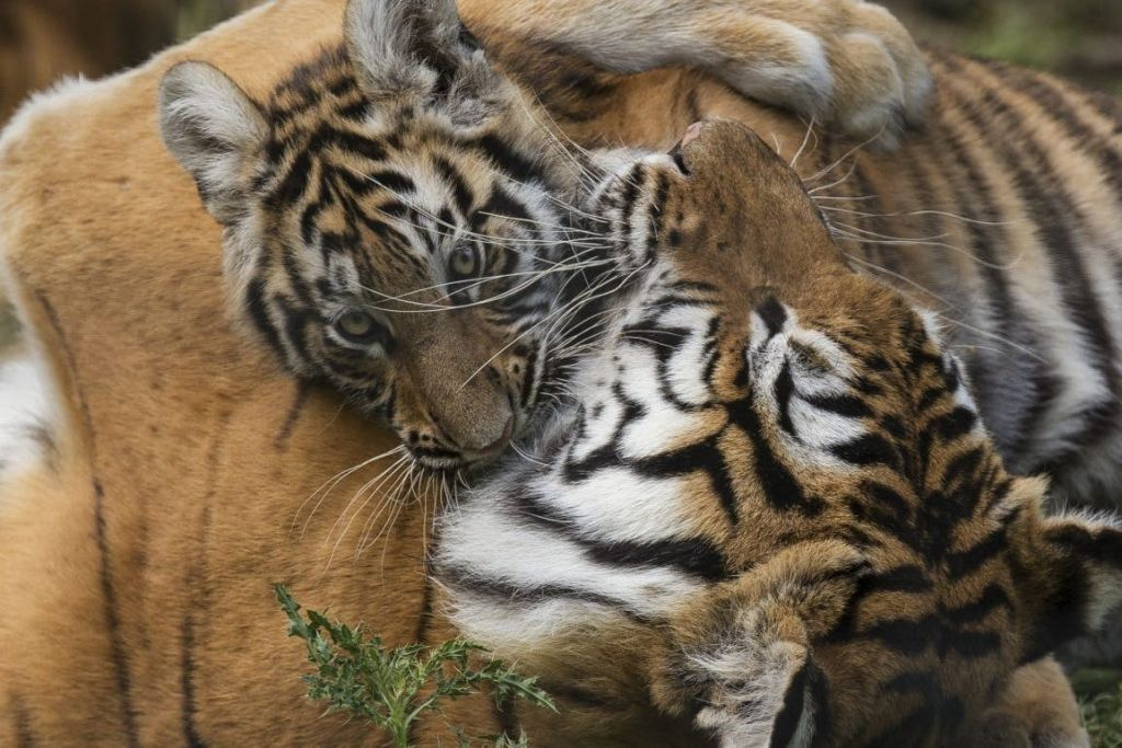 Lumigny Safari Reserve & Terre de Singes: Entry Ticket