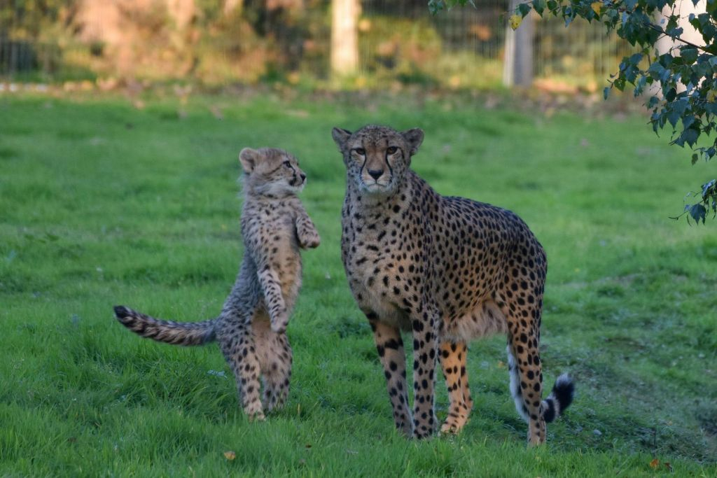 Lumigny Safari Reserve: Entry Ticket
