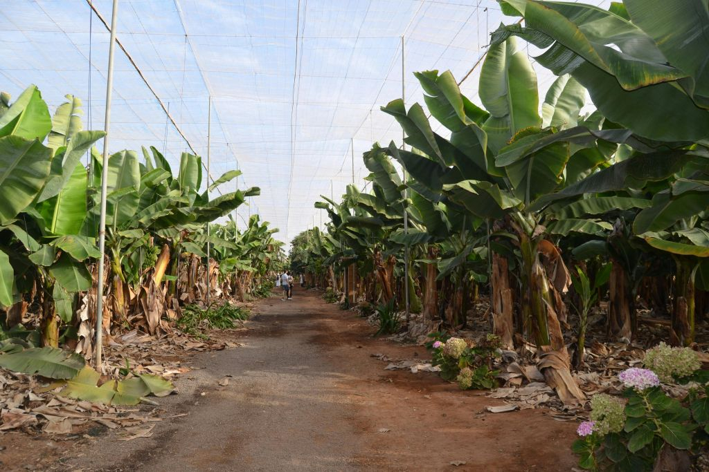 Tenerife: Banana Plantation & Winery Tour + Wine Tasting