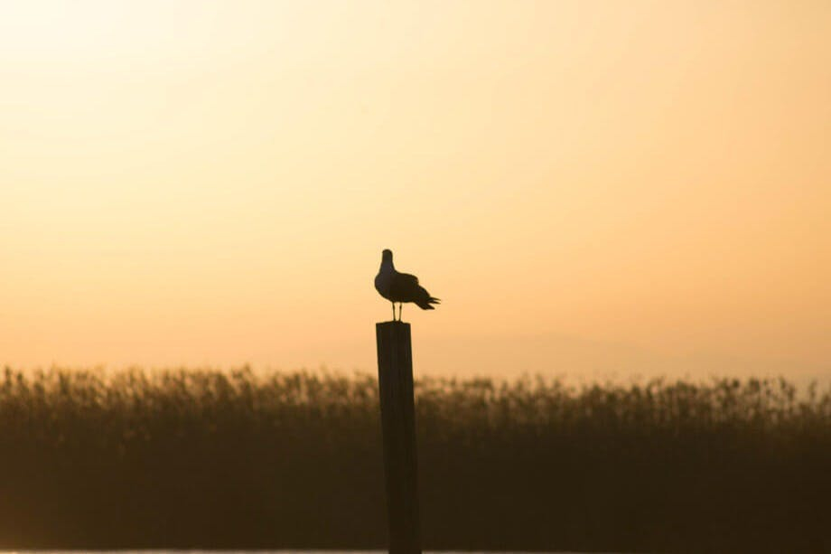 Albufera: excursão guiada de um dia saindo de Valência + passeio de barco