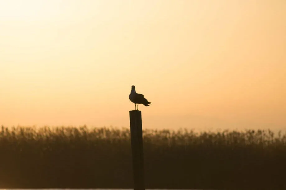 Albufera: Guided Day Tour from Valencia + Boat Ride