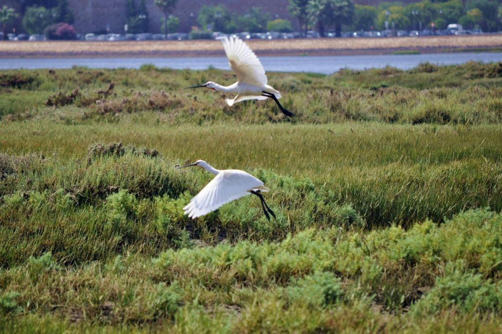 Ria Formosa: 2-Hour Guided Bird Watching Boat Tour
