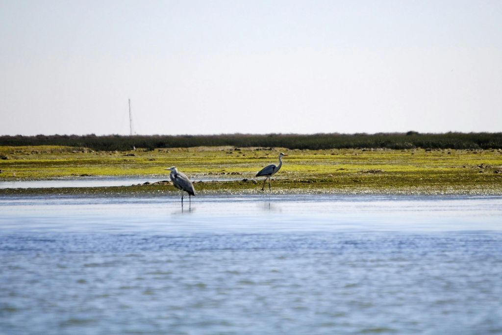 Ria Formosa: 2-Hour Guided Bird Watching Boat Tour