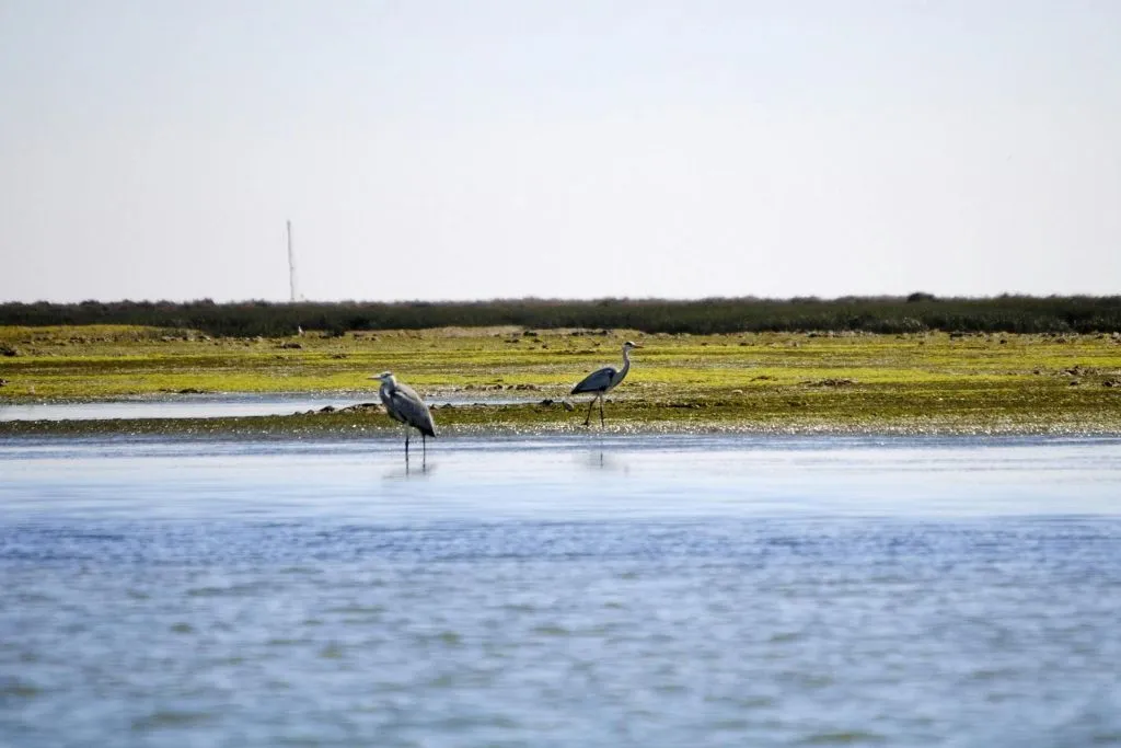 Ria Formosa: 2-Hour Guided Bird Watching Boat Tour