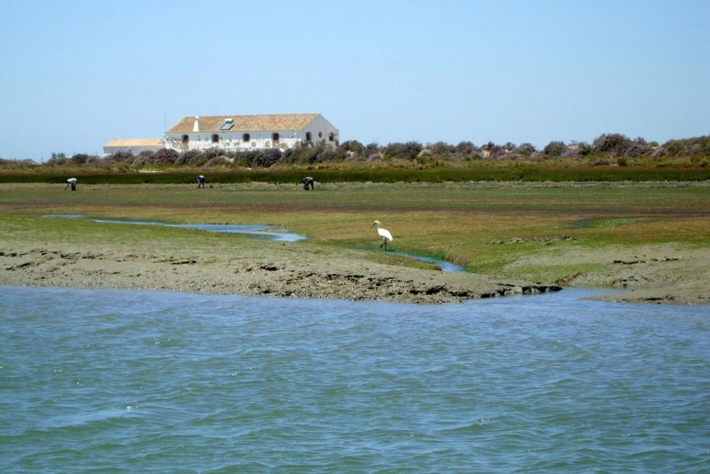 Ria Formosa: Passeio de barco guiado de 2 horas para observação de aves