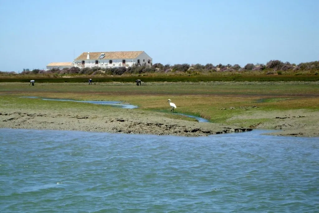 Ria Formosa: 2-Hour Guided Bird Watching Boat Tour