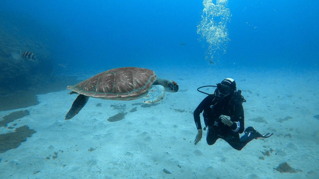Los Cristianos: Clase guiada de buceo