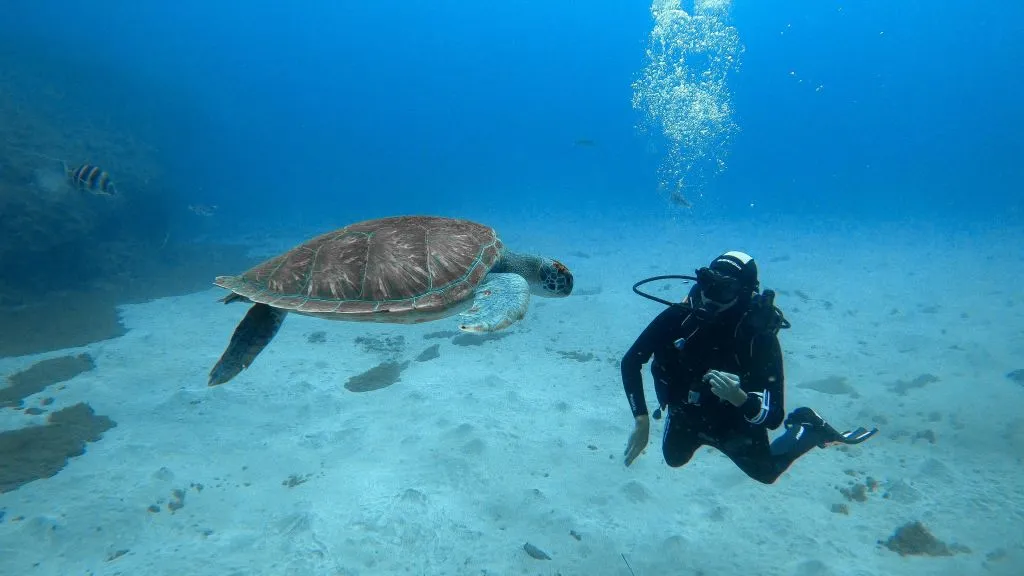 Los Cristianos: Clase guiada de buceo