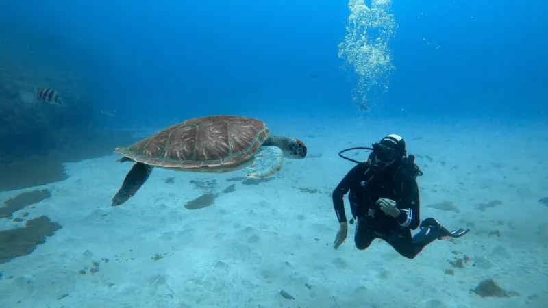 Los Cristianos: Clase guiada de buceo