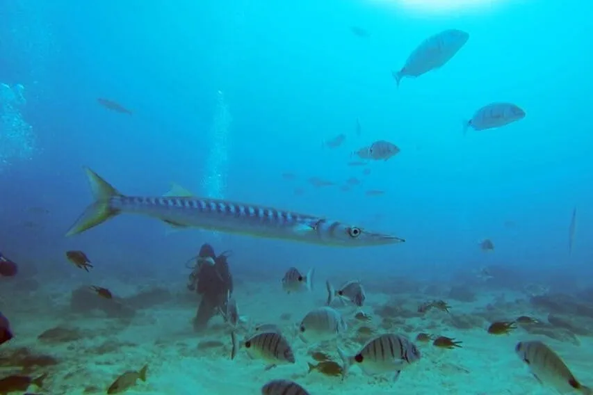 Los Cristianos: Clase guiada de buceo