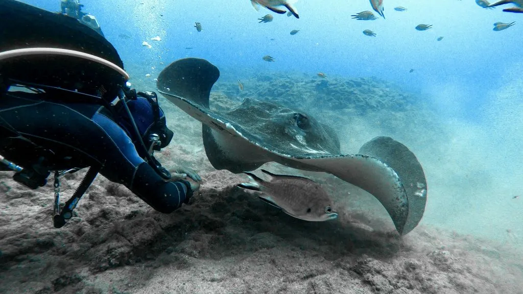 Los Cristianos: Clase guiada de buceo