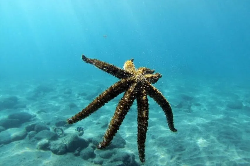 Los Cristianos: Clase guiada de buceo