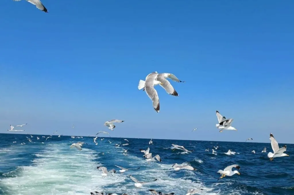 Milano Marittima: Romagnola Riviera Half-Day Boat Tour