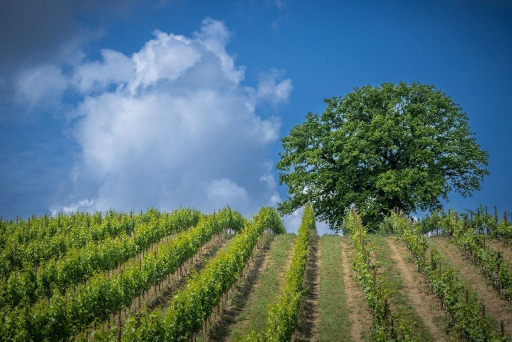 Domaine viticole Filodivino : Visite guidée et dégustation de vin