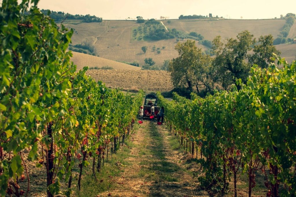 Domaine viticole Filodivino : Visite guidée et dégustation de vin