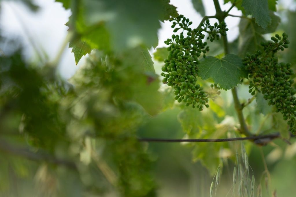 Domaine viticole Filodivino : Visite guidée et dégustation de vin