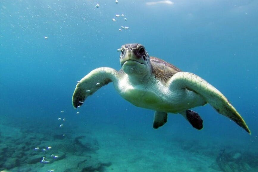 Tenerife: Excursión guiada de Kayak y Snorkel