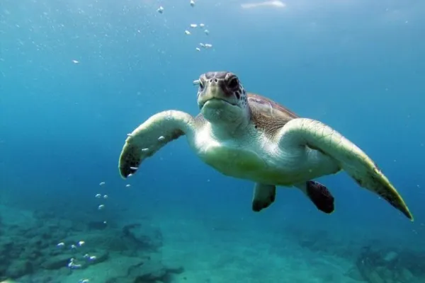 Tenerife: Tour guidato di kayak e snorkeling