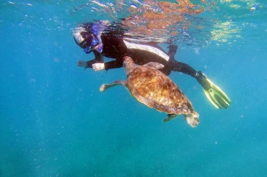 Tenerife: Excursión guiada de Kayak y Snorkel