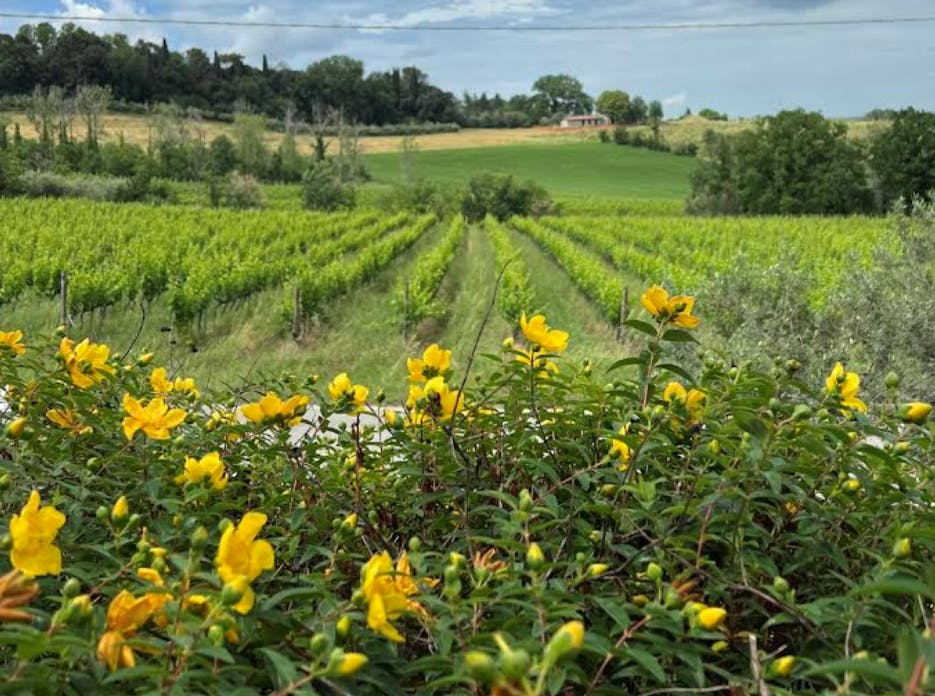 Tenuta La Viola: Visita guidata e degustazione di vini