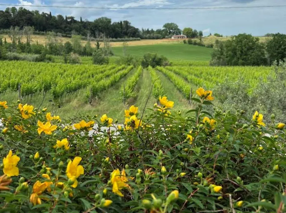 Tenuta La Viola: Visita guidata e degustazione di vini